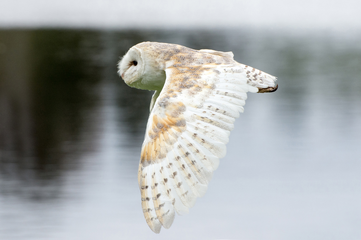 1st Barn Owl by Bill Ferguson